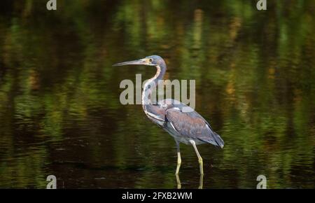 A Tri-Colored Heron stalks prey in the shallow waters in a Tampa Bay, Florida nature preserve. Stock Photo