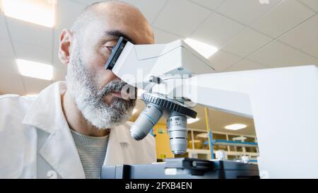 Mature scientist male in his 50s wearing a lab coat looking through a microscope in a laboratory. Basque Country, Spain, Europe. Stock Photo