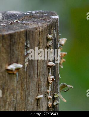 Macro shot of a stump of a tree on a blurred background Stock Photo