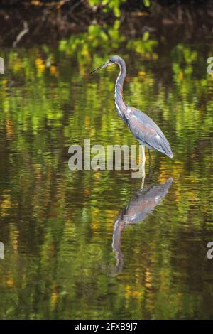 A Tri-Colored Heron stalks prey in the shallow waters in a Tampa Bay, Florida nature preserve. Stock Photo