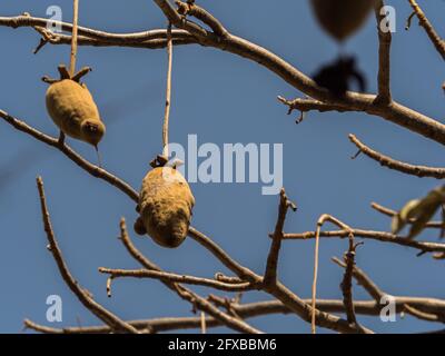 Baobab fruit on the baobab tree. Tree of happiness, Senegal. Africa. Stock Photo