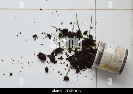 Plastic plant pot dropped on the floor and soil spread all over Stock Photo