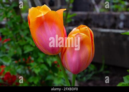Close up of orange yellow and pink marbled tulips in a garden with dark bokeh background