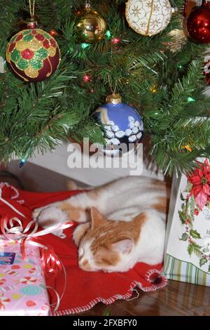 Sleeping cat of Christmas Stock Photo