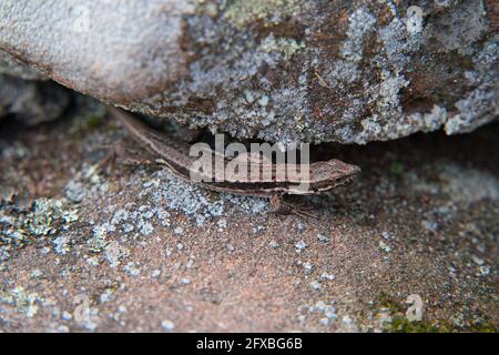 Close-up of a european wall lizard on sandstone rock Stock Photo