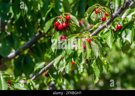 Ripe cherry fruits in the tree canopy, on a plantation in Novi Sad, Serbia. Stock Photo