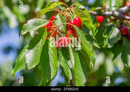 Ripe cherry fruits in the tree canopy, on a plantation in Novi Sad, Serbia. Stock Photo