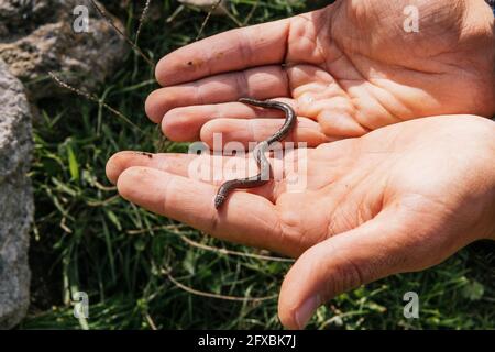 Young man holding Blanus cinereus in forest Stock Photo