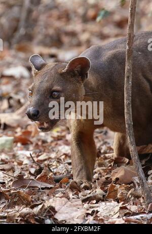 Wild fossa in the Kirindy Forest, western Madagascar Stock Photo