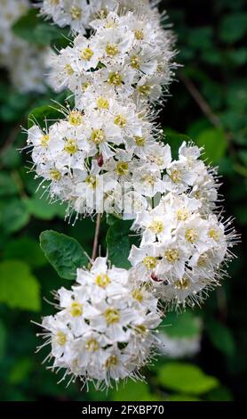 Spiraea chamaedryfolia, common name germander meadowsweet or elm-leaved spirea flowers Stock Photo