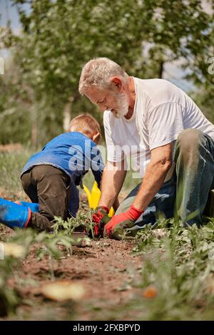 Grandfather and grandson planting tomato seedlings in back yard Stock Photo