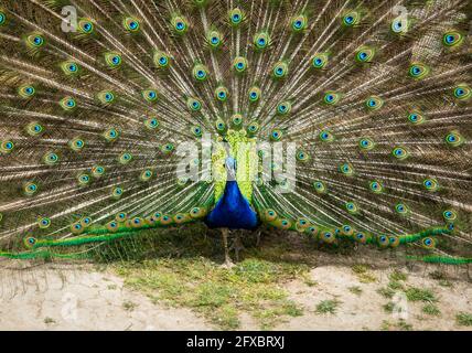 Frontal view of a peacock with its wings outstretched in full courtship of the female peacock Stock Photo