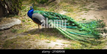 Side view of a peacock with its wings gathered in full courtship of the female peacock Stock Photo