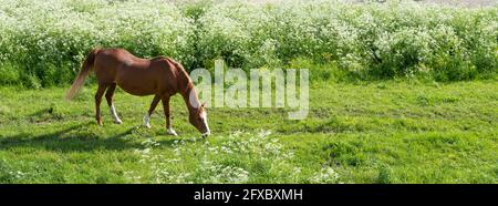 brown horse grazes in green grassy meadow near many white spring flowers Stock Photo