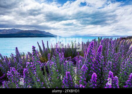 New Zealand, Canterbury, Blooming lupines (Lupinus) at Lake Tekapo Stock Photo