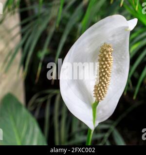 Spathiphyllum is a genus of about 47 species of monocotyledonous flowering plants in the family Araceae, Spathiphyllum are commonly known as spath or