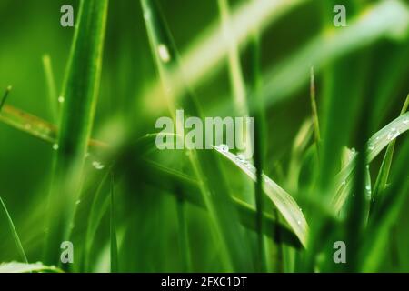 Close up of deep green leaves with water droplets on them Stock Photo