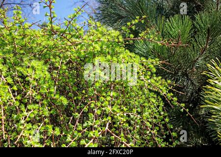 Lamenting larch on a stump, against a blue sky. Garden design Stock Photo