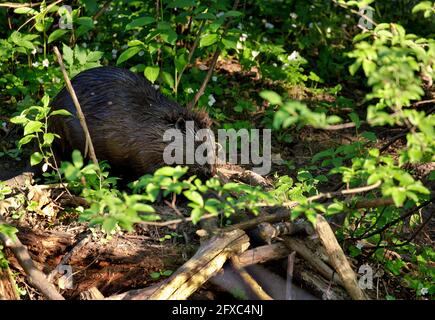 May, in the late afternoon, the European beaver (Castor fiber) improves its lodges built on a forest stream. Stock Photo