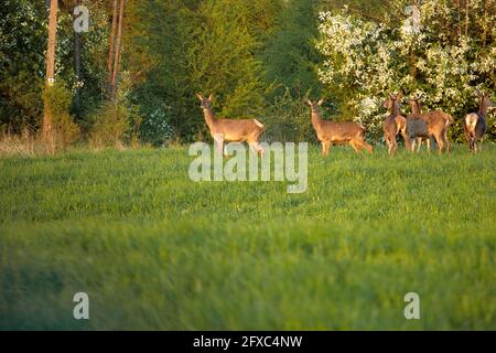 Late May afternoon. A herd of deer does stand on a meadow under a blooming bird cherry. Horizontal view Stock Photo