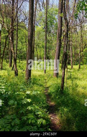 Faint Forest Trail in Spring Stock Photo Alamy