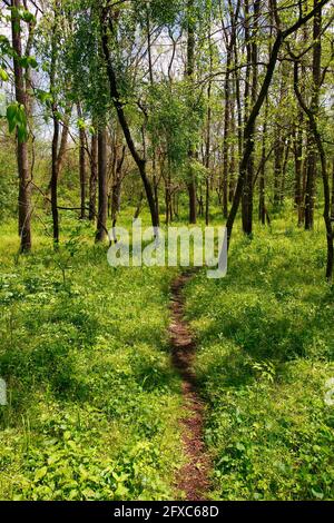 Faint Forest Trail in Spring Stock Photo Alamy