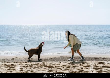 Korean woman playing with dog at beach on sunny day Stock Photo