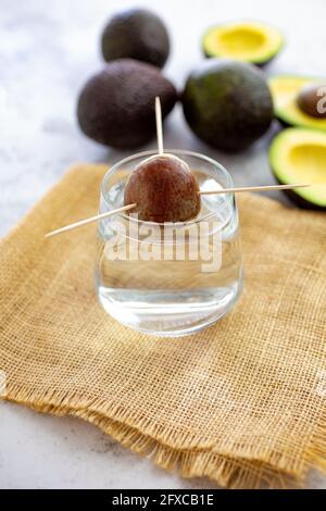 Toothpick Method Avocado Growing an avocado tree from seed stone in water using toothpicks to ...