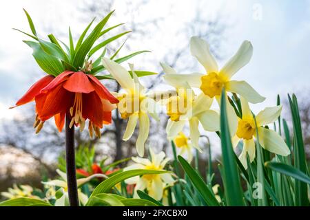 Crown imperial (Fritillaria imperialis) among daffodils (Narcissus) in bloom Stock Photo