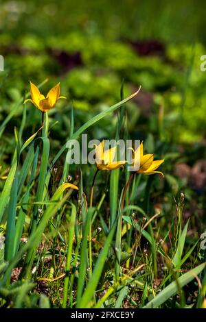 Wild tulips (Tulipa sylvestris) blooming in spring Stock Photo