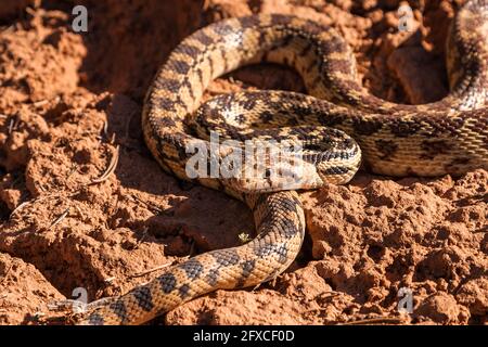 Great Basin Gopher Snake (Pituophis Catenifer Deserticola) Joshua Tree ...