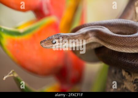 The Rainbow Boa, Epicrates cenchria, is endemic to Central and South America. Stock Photo