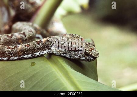 The Eyelash Viper, Bothriechis schlegelii, is a relatively small venomous snake found in neotropical rainforests.  Panama.  This species has several v Stock Photo