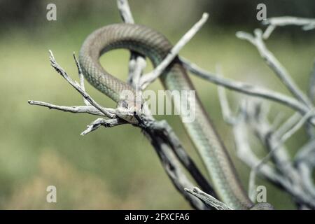The Western Racer, Coluber constrictor mormon, is a nonvenomous snake that preys on lizards and small mammals.  Utah. Stock Photo