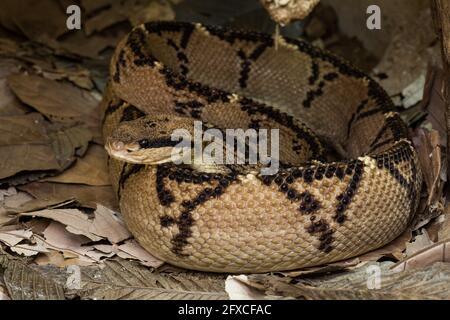 A large Central American Bushmaster, Lachesis stenophrys, in Costa Rica. Stock Photo