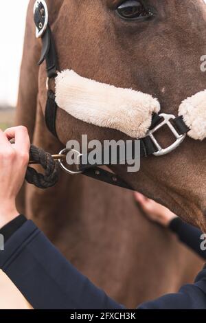 Woman adjusting bridle of horse Stock Photo