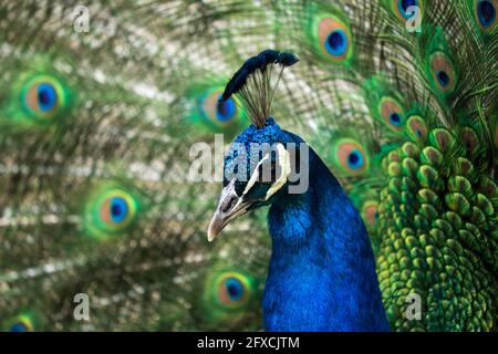 peacock protrait with selective focus on the head and soft focus tail feathers in the background horizontal Stock Photo