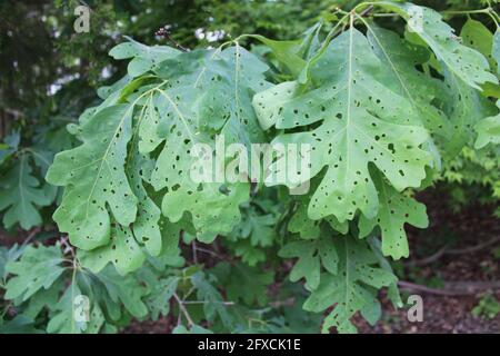 Damage from Shothole Leafminers on a White Oak Tree Stock Photo