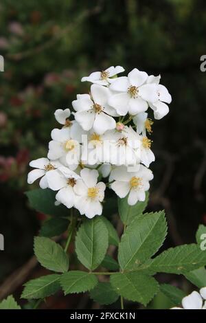 A Cluster of Flowers on a Multiflora Wild Rose Stock Photo