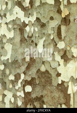 Platanus Occidentalis or American Sycamore Planetree tree trunk bark texture Stock Photo