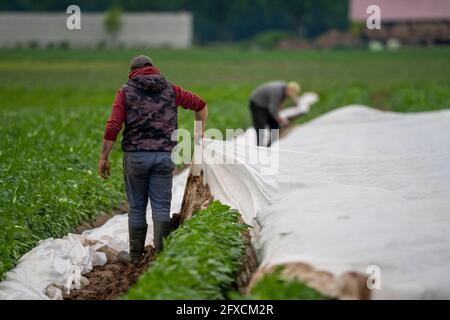 Potato field, fleece cover is removed, the fleece is to protect against weather influences, pests, hailstorm in spring and supports the growth at low Stock Photo