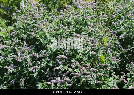 healthy horsemint in the summer Stock Photo