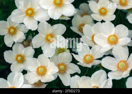 Snowdrop windflowers high angle view, Anemone sylvestris white flowers background Stock Photo