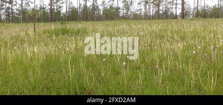 Thread-leaved Sundew (Drosera tracyi), hillside seepage bog, Gulf Coast, SE USA, by James D Coppinger/Dembinsky Photo Assoc