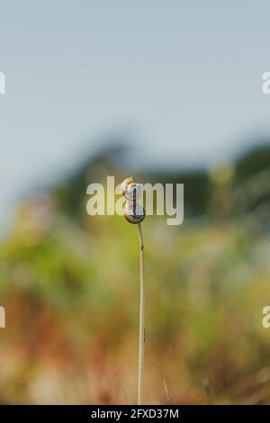 Vertical closeup shot of a pair of snails on top of each other at the end of a stick in the wild Stock Photo