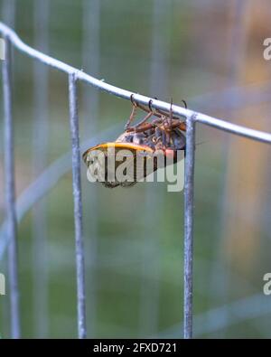 Arlington, USA. May 26, 2021. The famously loud and abundant cicadas belonging to Brood X, or the Great Eastern Brood, are simultaneously emerging from the ground for the first time in seventeen years and shedding their skins as they become adults. Credit: Kalen Martin/Alamy Live News Stock Photo