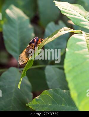 Arlington, USA. May 26, 2021. The famously loud and abundant cicadas belonging to Brood X, or the Great Eastern Brood, are simultaneously emerging from the ground for the first time in seventeen years and shedding their skins as they become adults. Credit: Kalen Martin/Alamy Live News Stock Photo