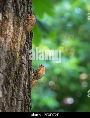 Arlington, USA. May 26, 2021. The famously loud and abundant cicadas belonging to Brood X, or the Great Eastern Brood, are simultaneously emerging from the ground for the first time in seventeen years and shedding their skins as they become adults. Credit: Kalen Martin/Alamy Live News Stock Photo