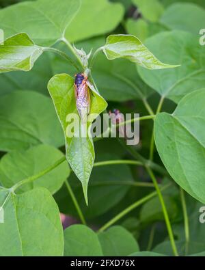 Arlington, USA. May 26, 2021. The famously loud and abundant cicadas belonging to Brood X, or the Great Eastern Brood, are simultaneously emerging from the ground for the first time in seventeen years and shedding their skins as they become adults. Credit: Kalen Martin/Alamy Live News Stock Photo