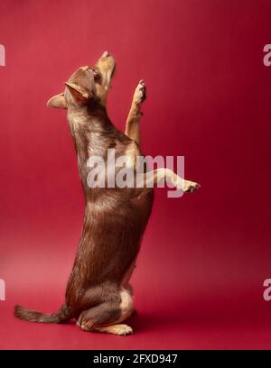 dog chihuahua brown and caramel on a red background Stock Photo